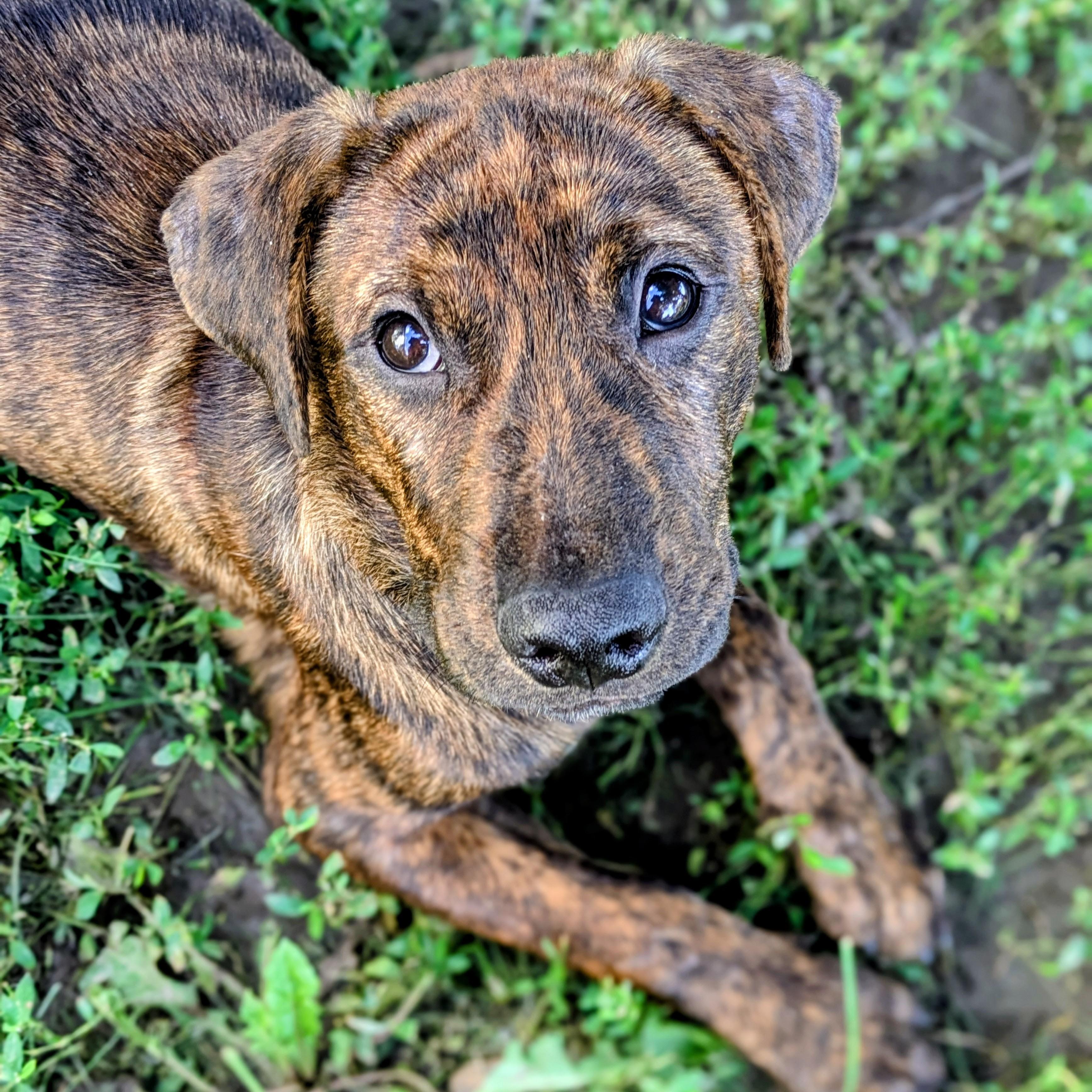 Charlotte, an adopted mixed breed in Normal, IL image 2/5