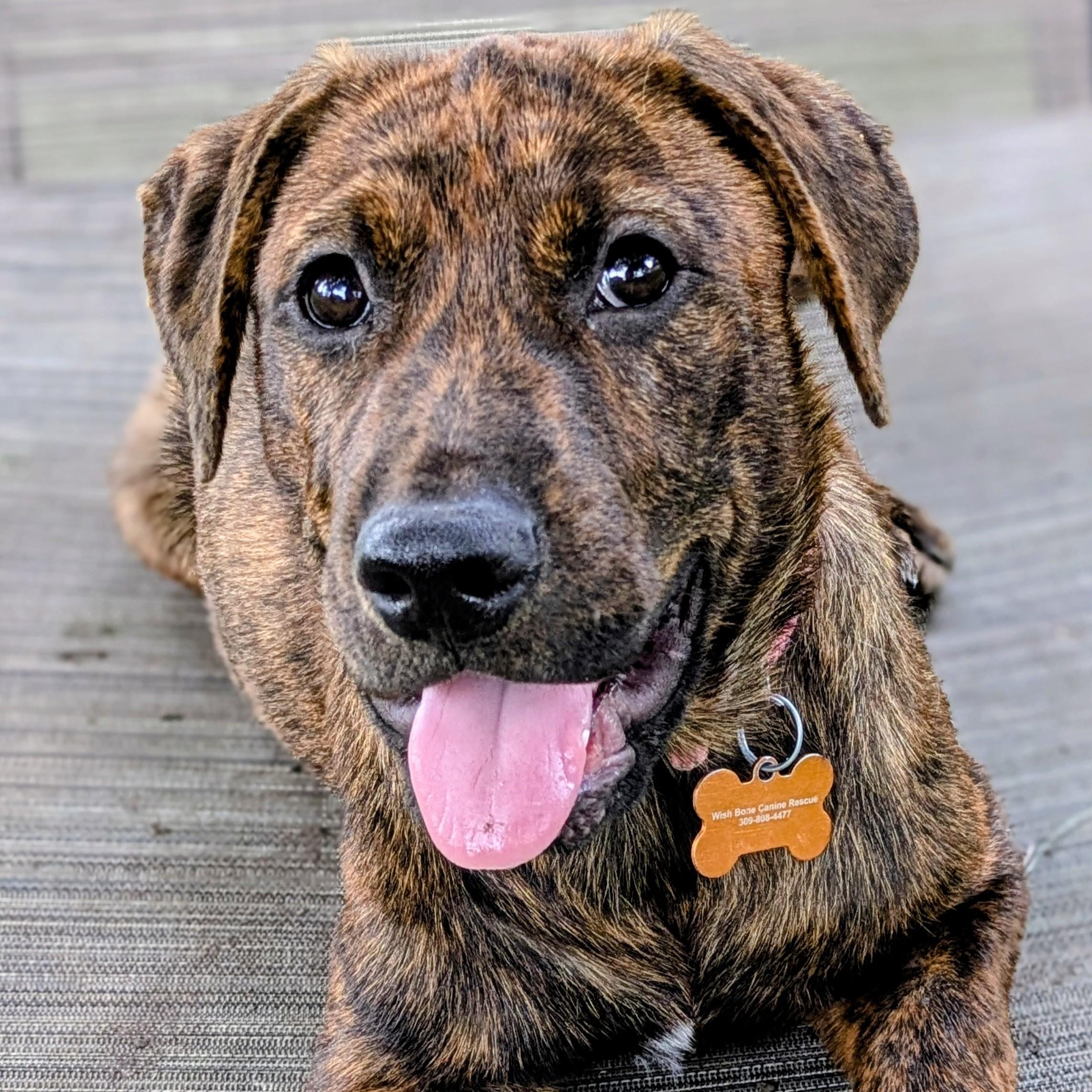 Charlotte, an adopted mixed breed in Normal, IL image 1/5