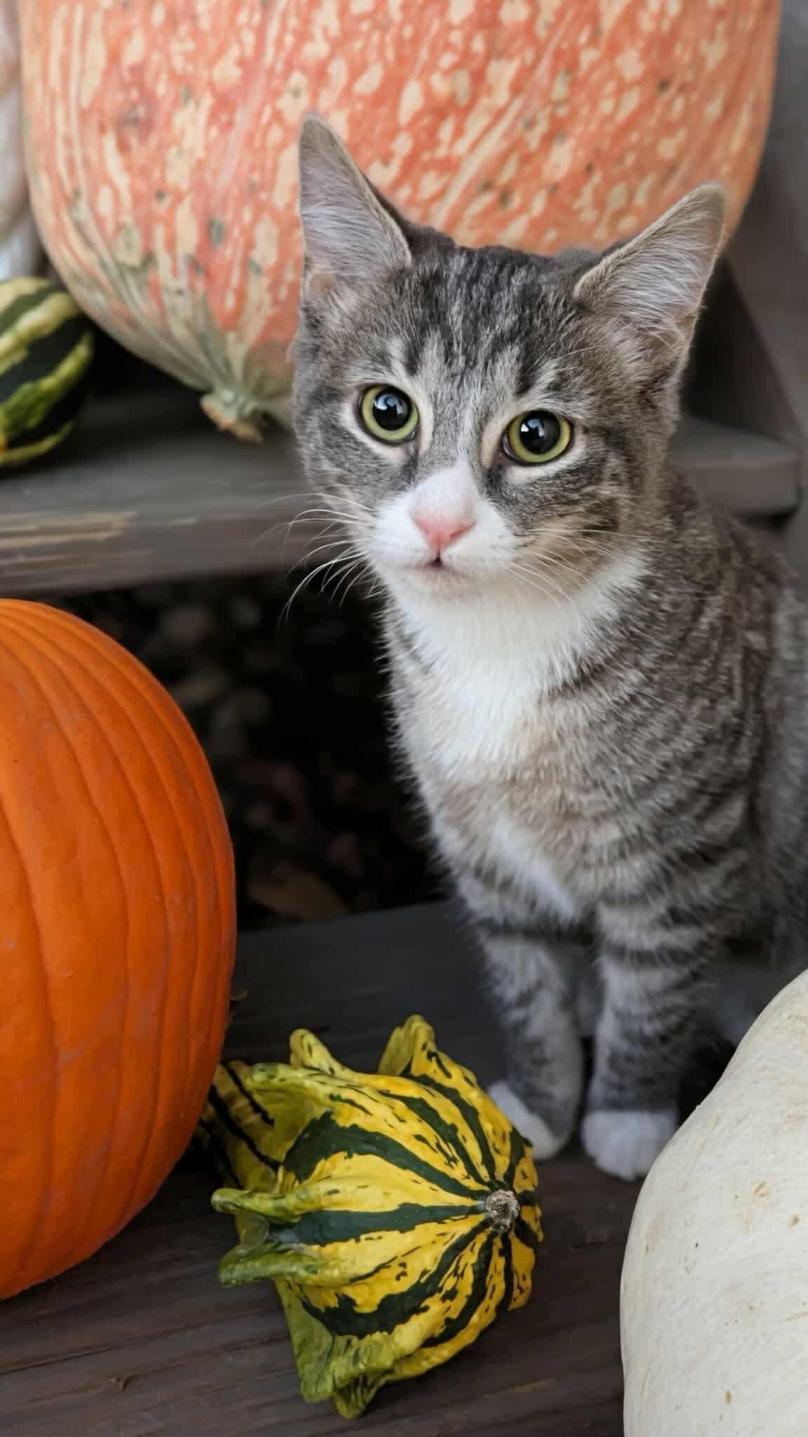 Joanie, Adoptable, Kitten Female Domestic Short Hair.