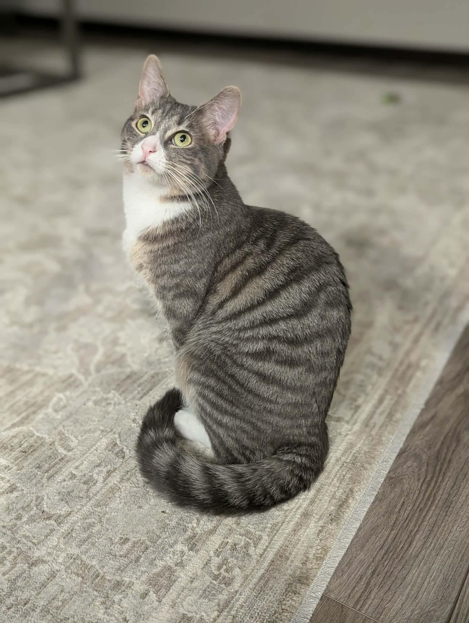 Enlarge Joanie, a Adoptable Domestic Short Hair in Sioux Falls, SD image 2/2