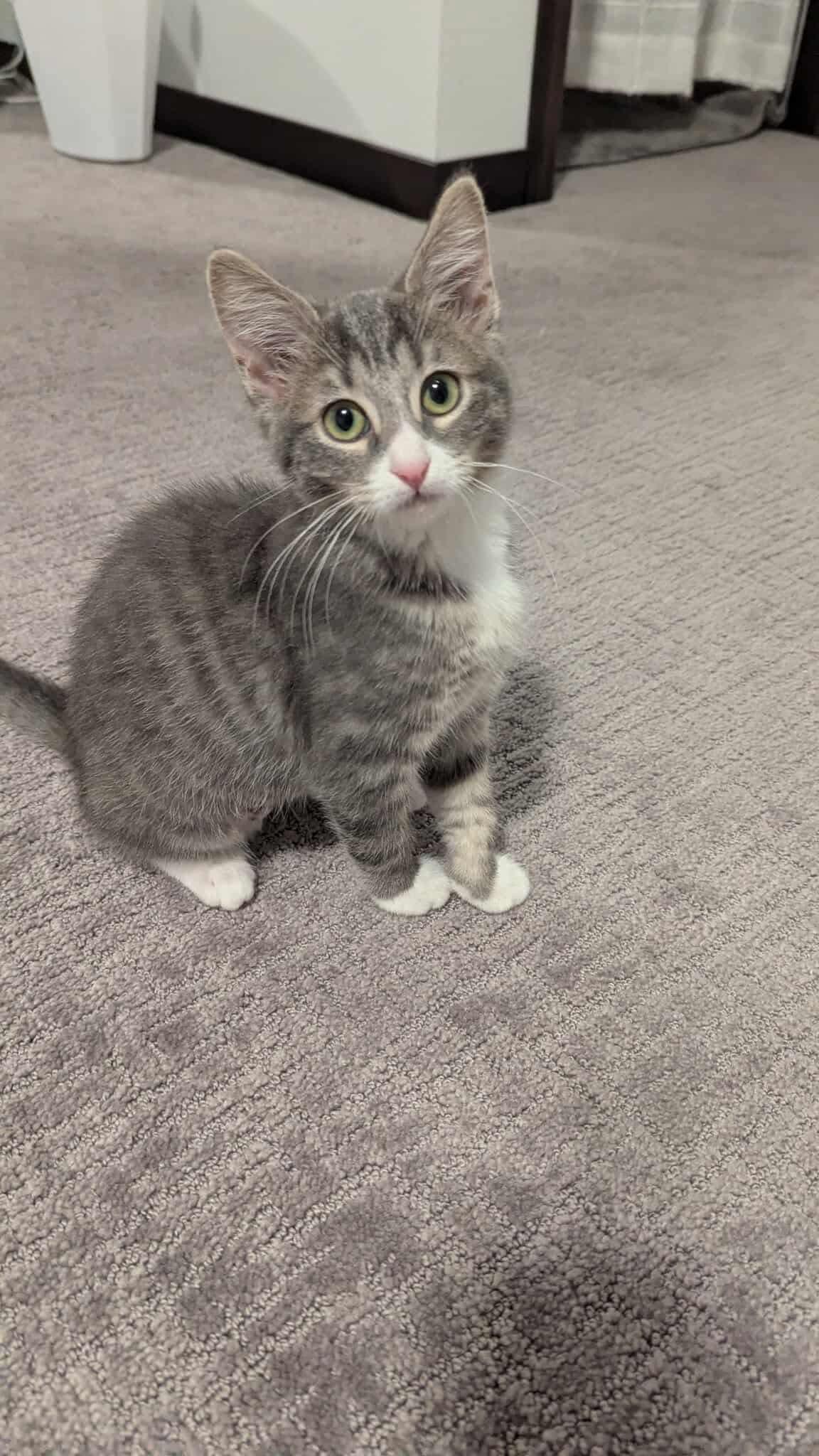 Enlarge Joanie, a Adoptable Domestic Short Hair in Sioux Falls, SD image 2/4