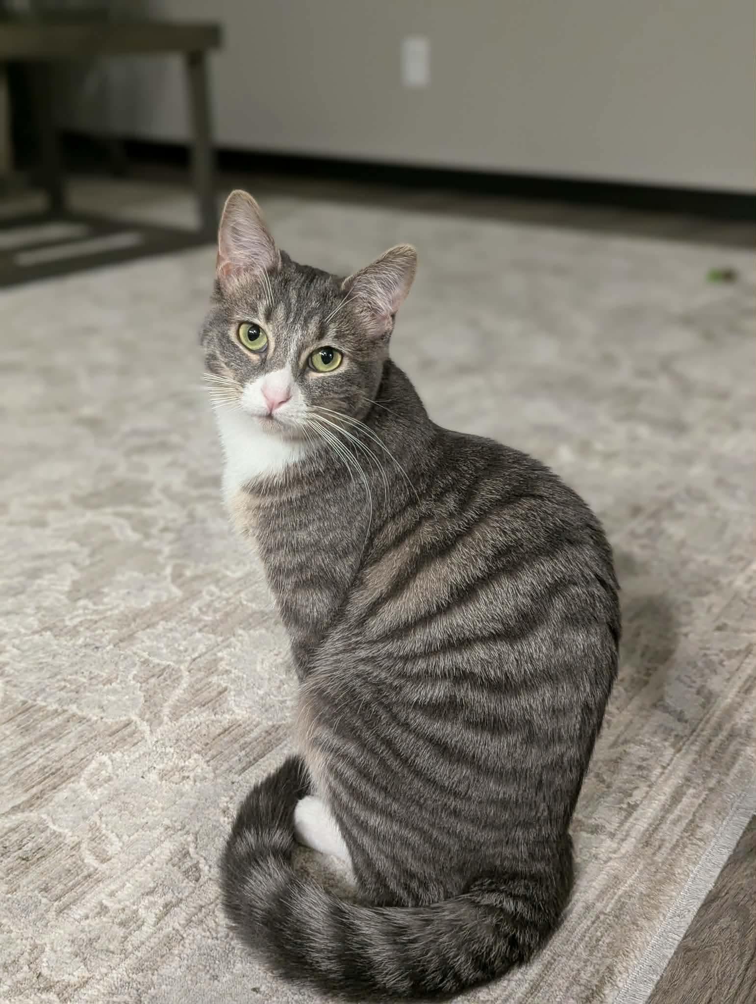 Enlarge Joanie, a Adoptable Domestic Short Hair in Sioux Falls, SD image 1/2