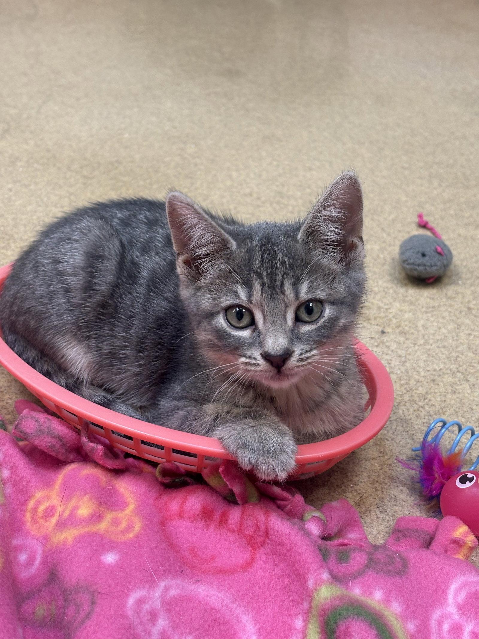 Enlarge Ruby, a Adoptable Domestic Short Hair in Brick, NJ image 1/1