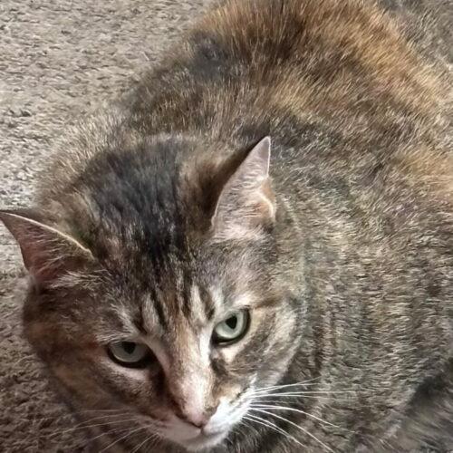 Artemis, a Adoptable Domestic Short Hair in Canal Winchester, OH image 1/3