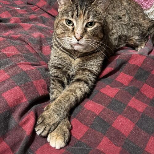 Enlarge Artemis, a Adoptable Domestic Short Hair in Canal Winchester, OH image 2/3
