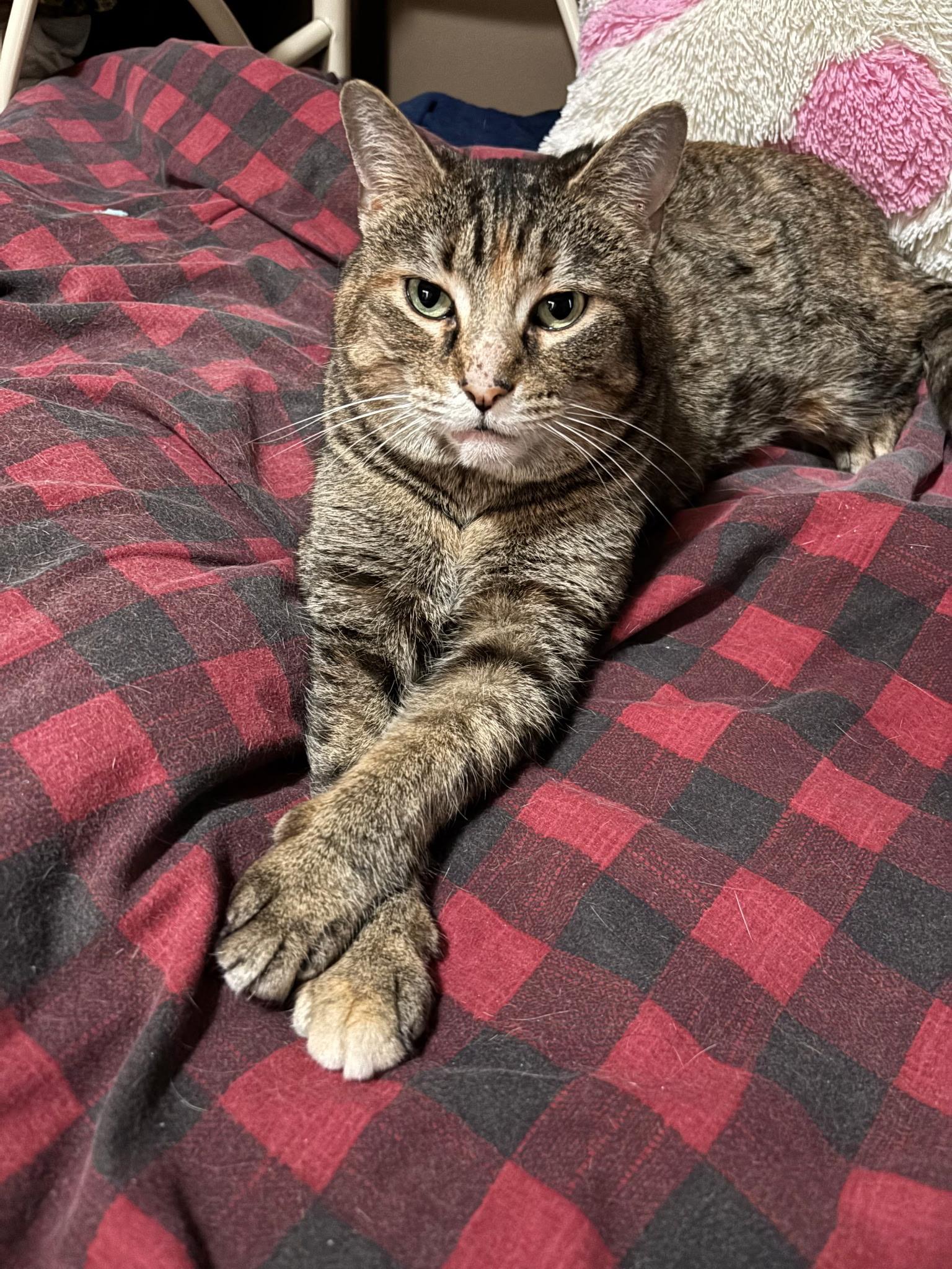 Artemis, a Adoptable Domestic Short Hair in Canal Winchester, OH image 2/3