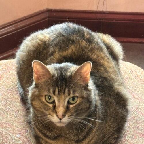 Artemis, a Adoptable Domestic Short Hair in Canal Winchester, OH image 3/3