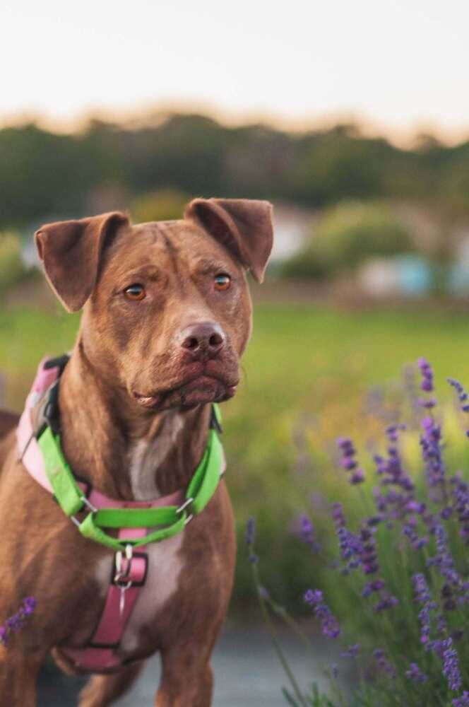 Lavender, Adoptable, Adult Female Pit Bull Terrier.