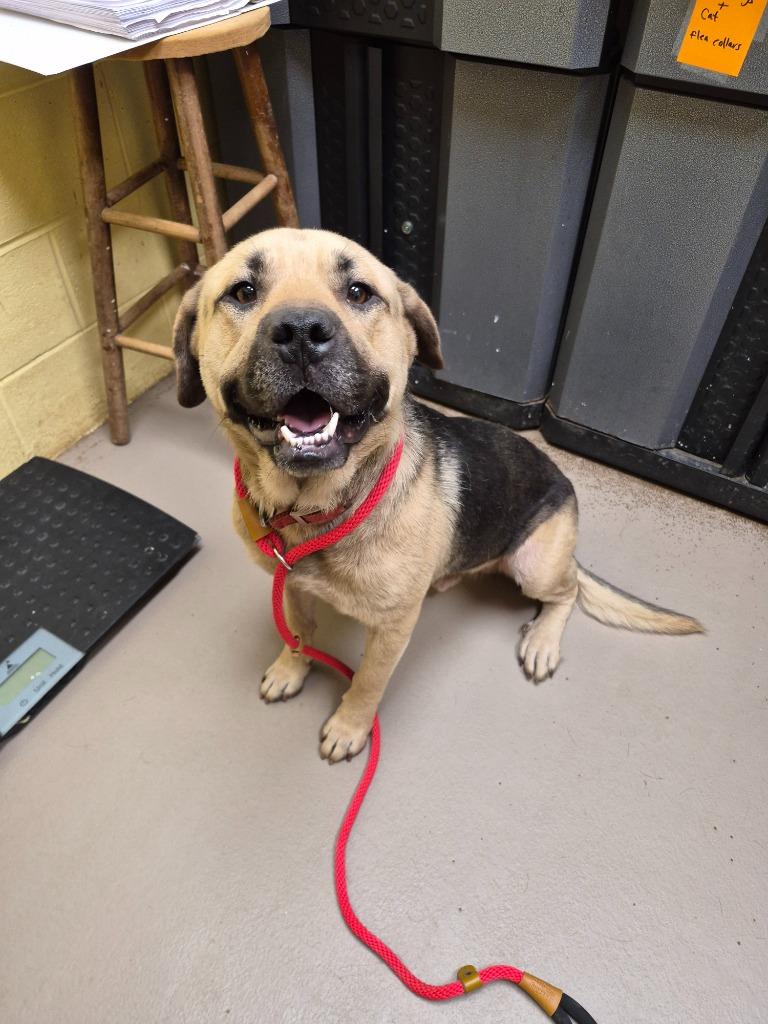 FRANK, Adopted, Adult Male Mastiff & Shepherd.