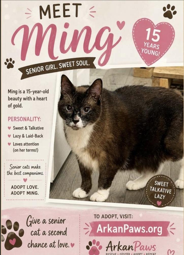 Ming, Adoptable, Senior Female Snowshoe.