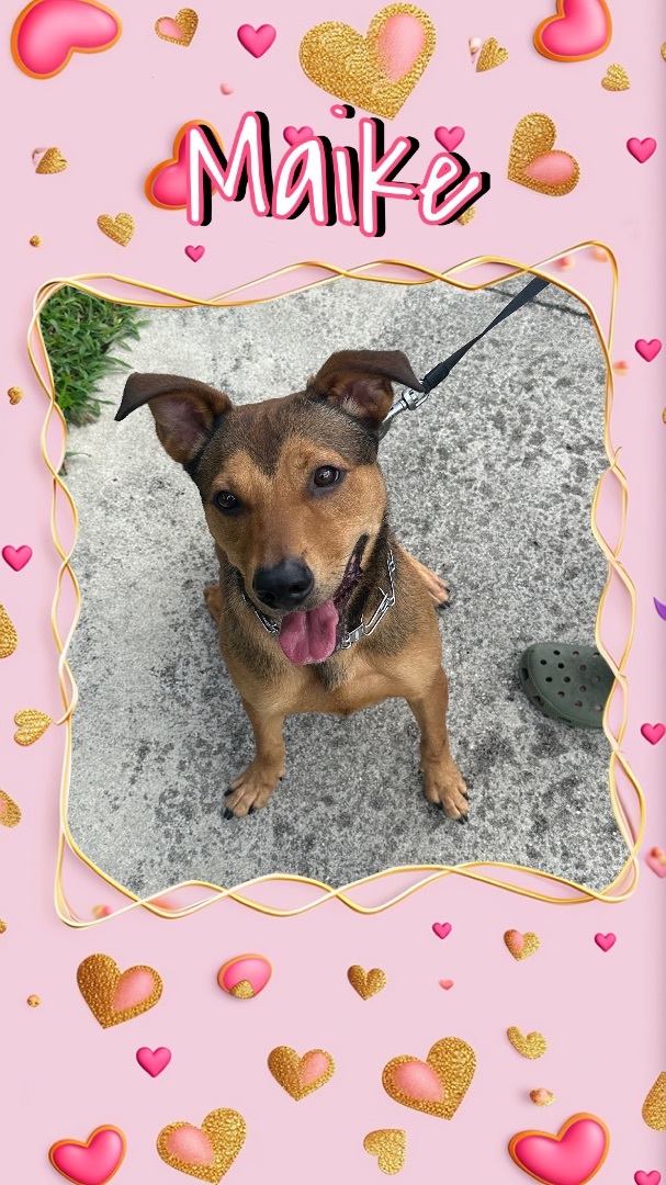 Maike, a Adoptable mixed breed in Pembroke Pines, FL image 1/2