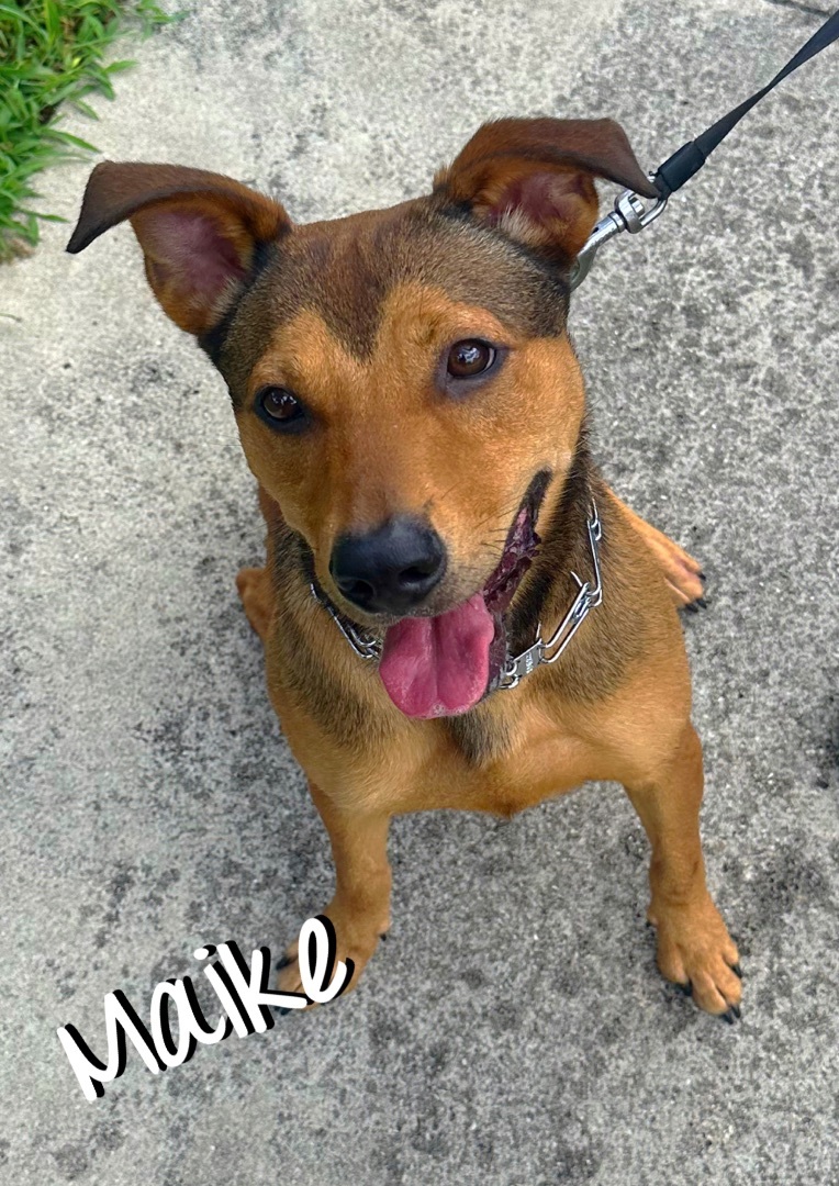 Maike, a Adoptable mixed breed in Pembroke Pines, FL image 2/2