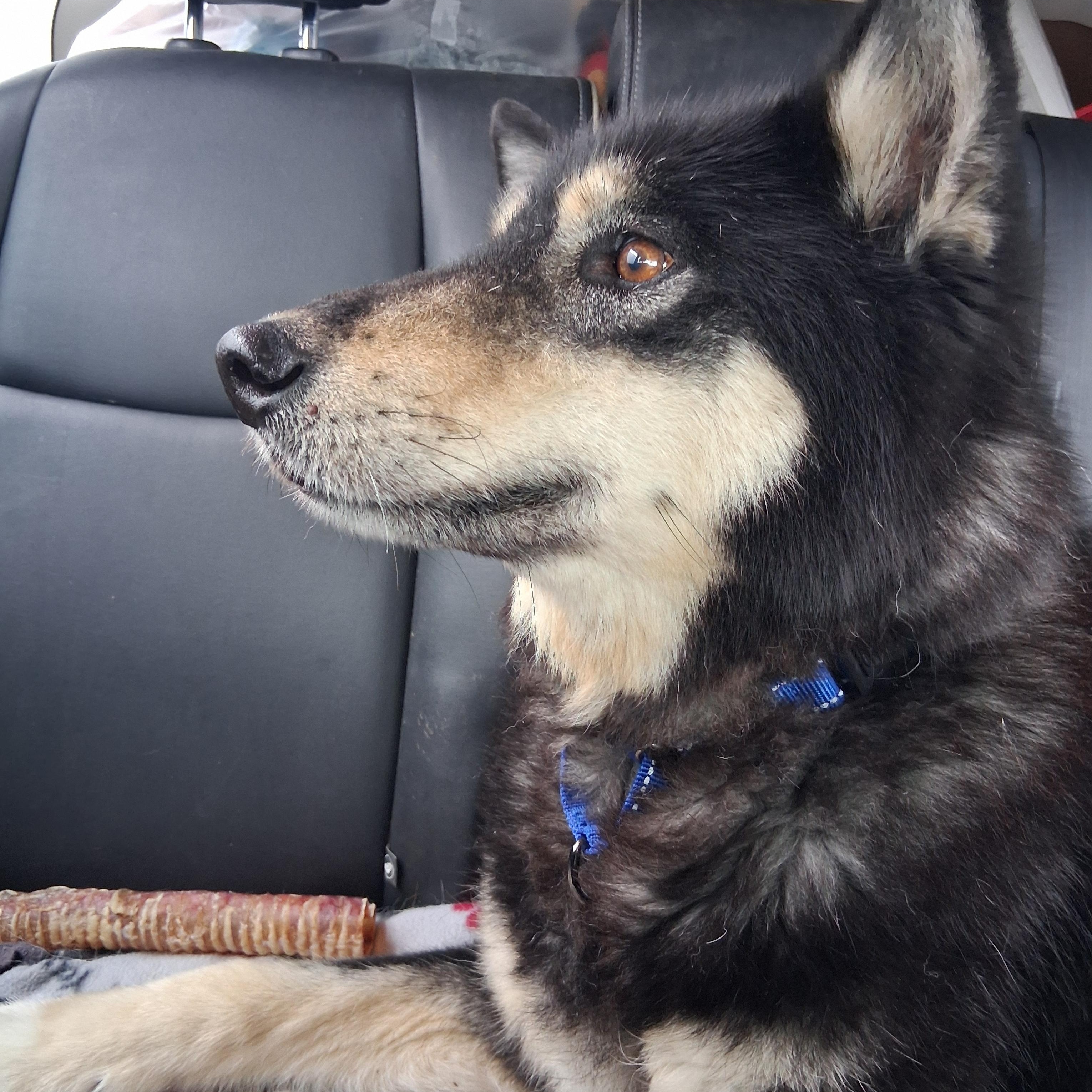 Coda, a ADOPTABLE mixed breed in Gaithersburg, MD image 2/5