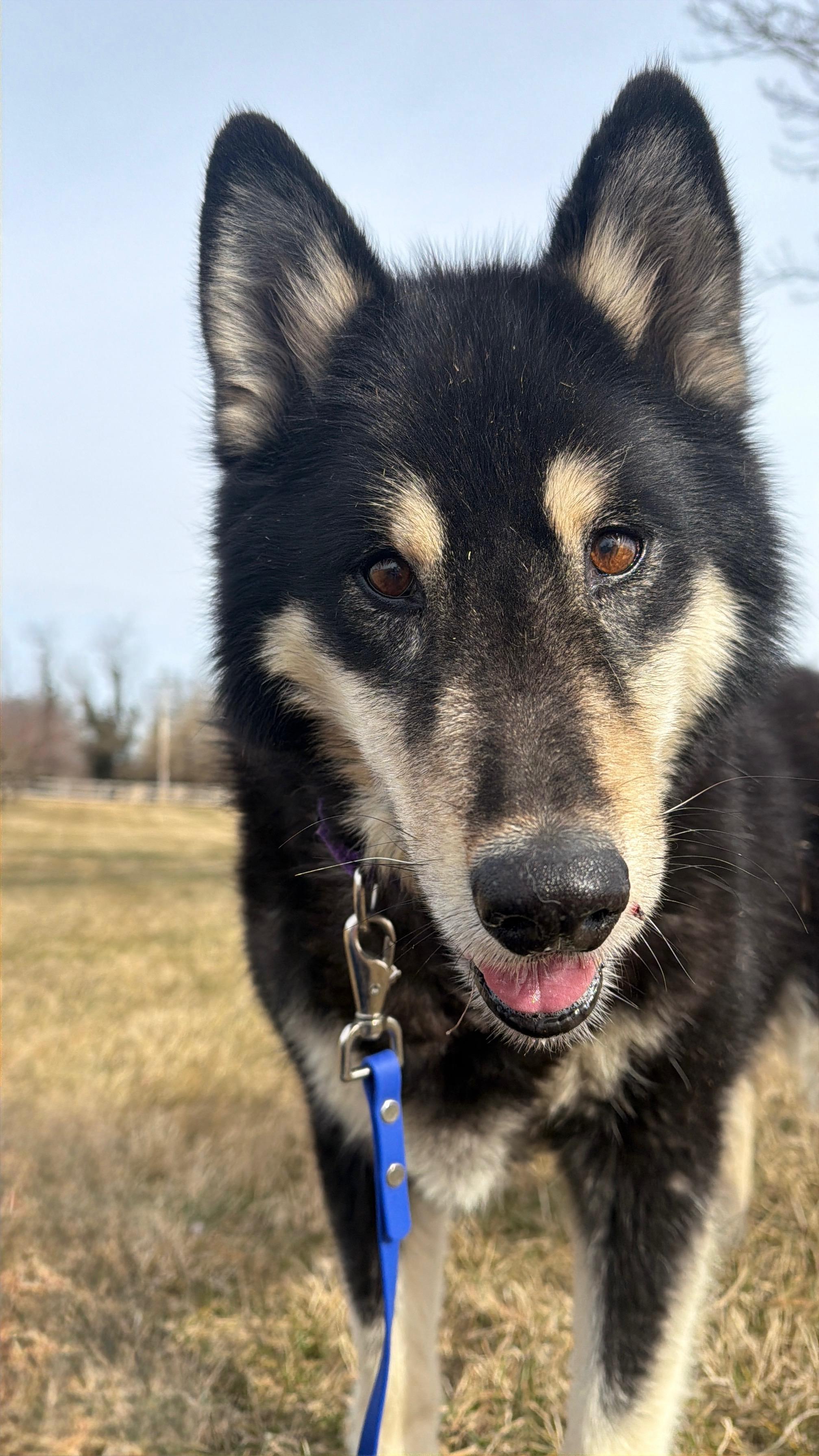 Coda, a ADOPTABLE mixed breed in Gaithersburg, MD image 3/5