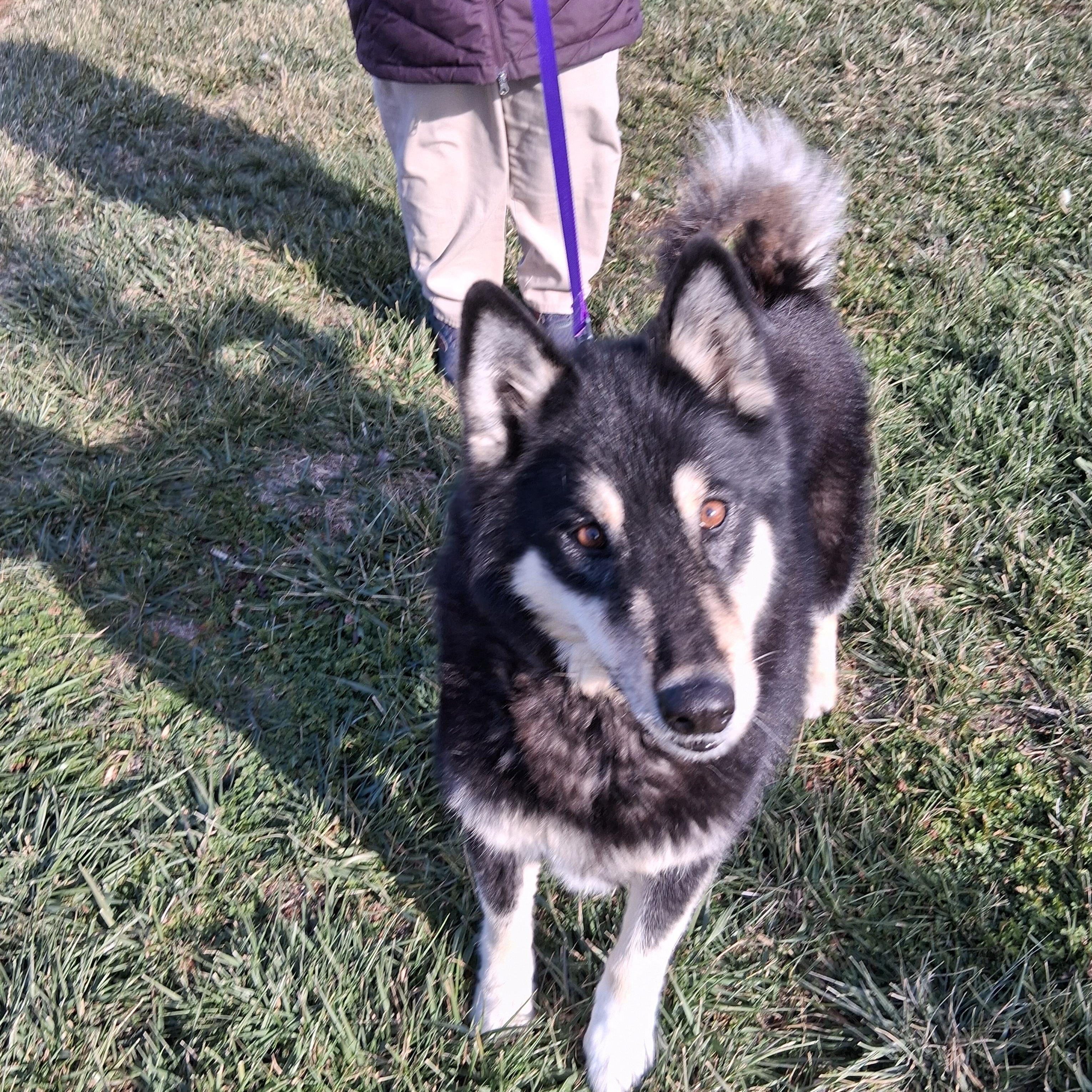 Coda, a ADOPTABLE mixed breed in Gaithersburg, MD image 4/5