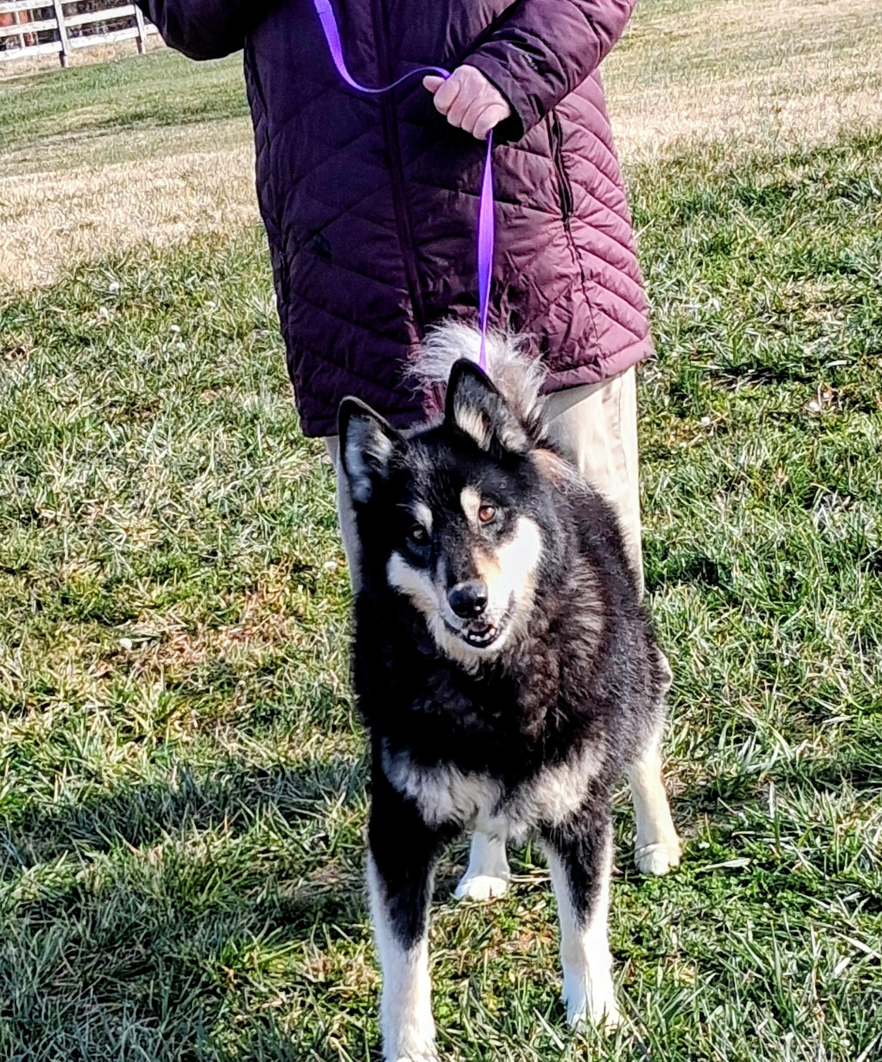 Coda, a ADOPTABLE mixed breed in Gaithersburg, MD image 5/5