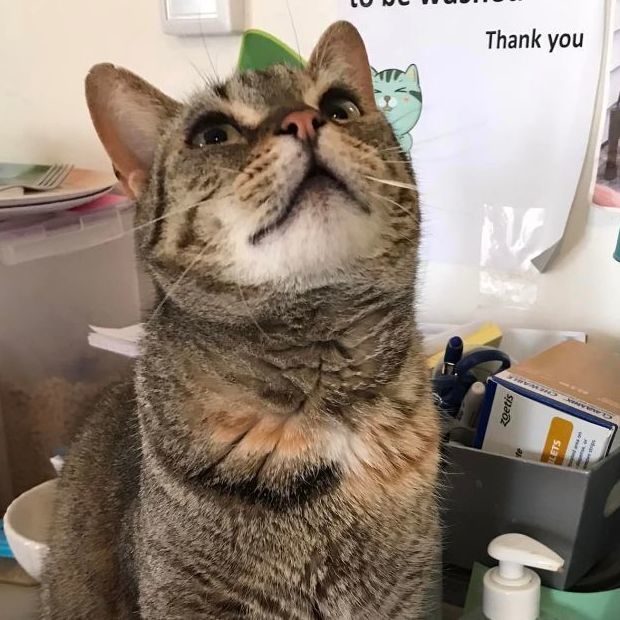Fiona - FeLV+ 3