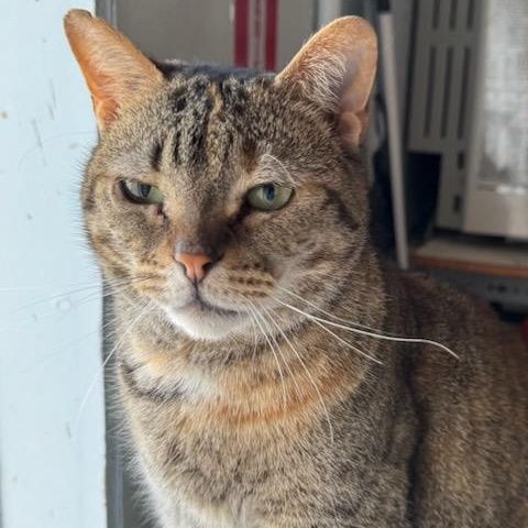 Fiona - FeLV+