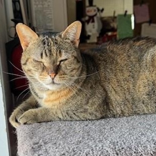 Fiona - FeLV+ 4