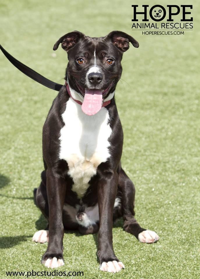 Harrison, an adoptable American Staffordshire Terrier in Godfrey, IL, 62035 | Photo Image 1