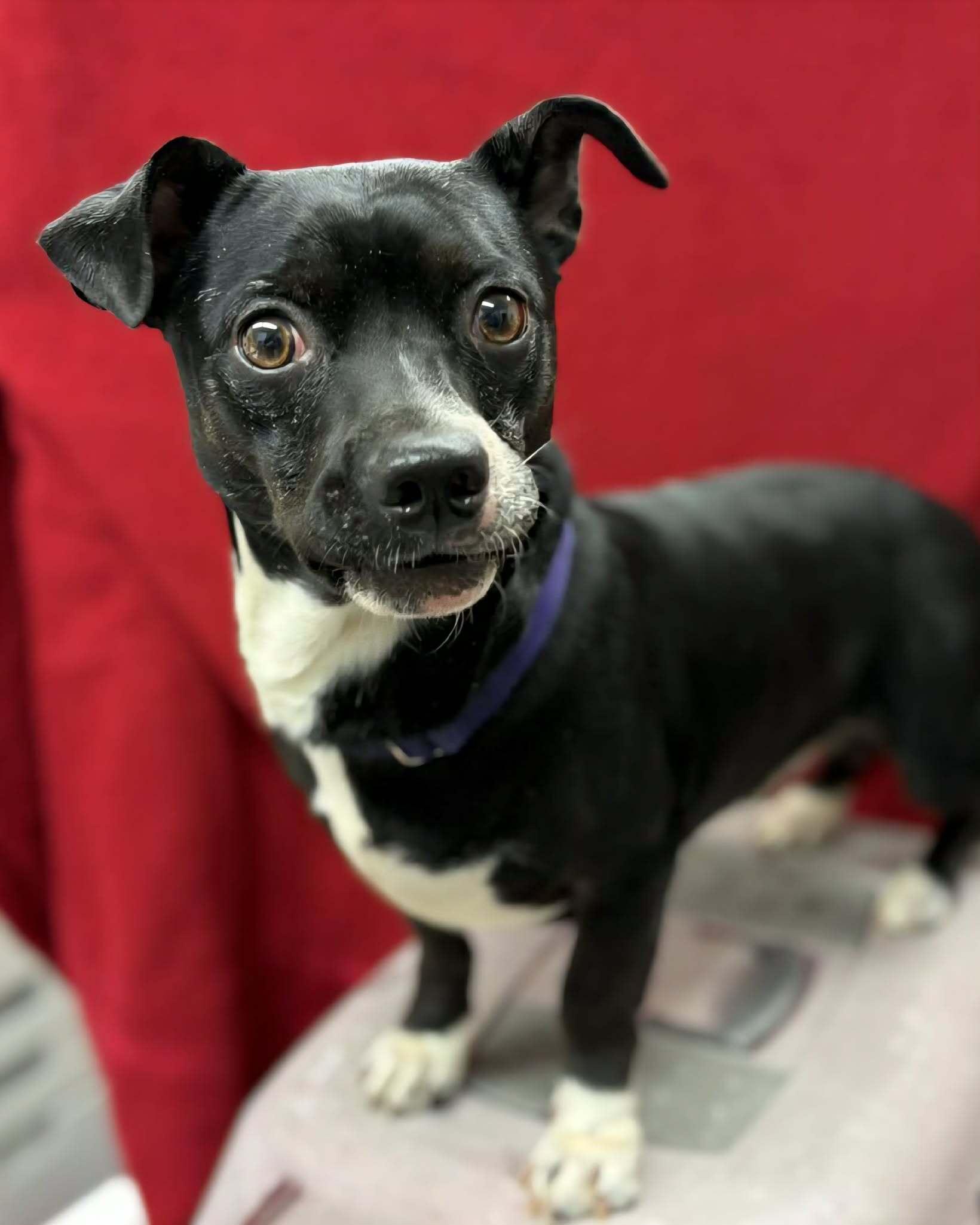 Alfie, ADOPTABLE, Adult Male Terrier & Chihuahua.