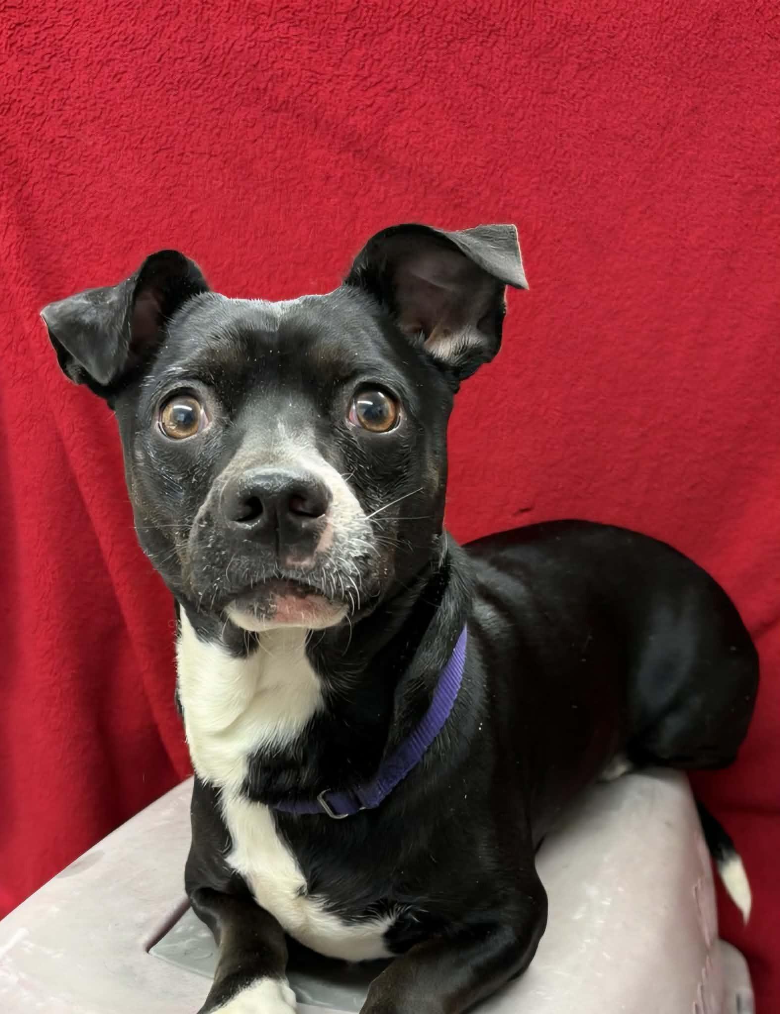 Alfie, a ADOPTABLE mixed breed in Grants Pass, OR image 2/3