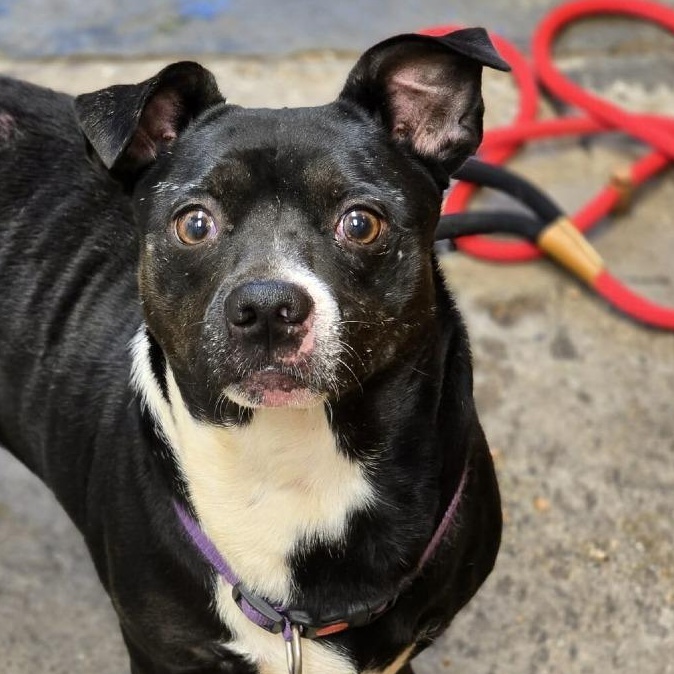 Alfie, a ADOPTABLE mixed breed in Grants Pass, OR image 3/3
