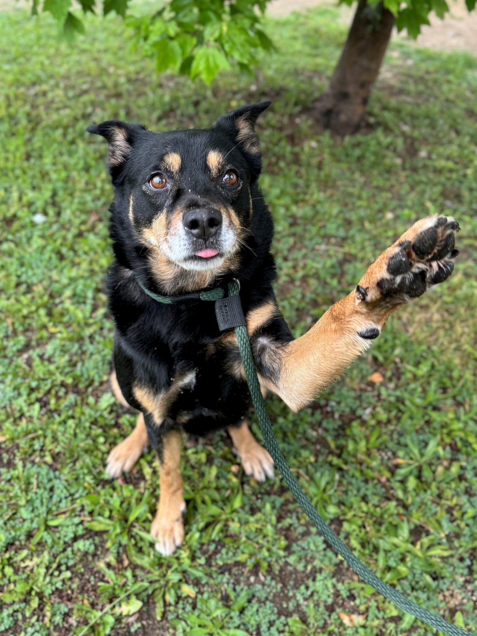 Camo, a Adoptable mixed breed image 1/4