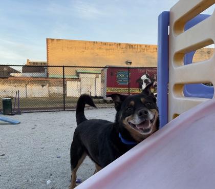 Camo — thumbnail 2