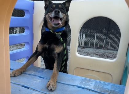 Camo, a Adoptable mixed breed image 3/4