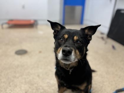 Camo, a Adoptable mixed breed image 4/4