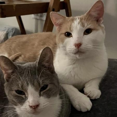 Mustard, a Adoptable Domestic Short Hair in Chicago, IL image 1/6