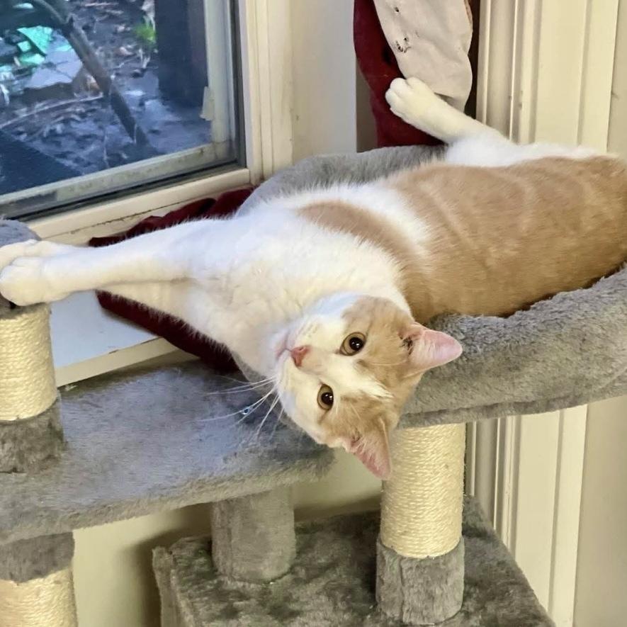 Mustard, a Adoptable Domestic Short Hair in Chicago, IL image 2/6