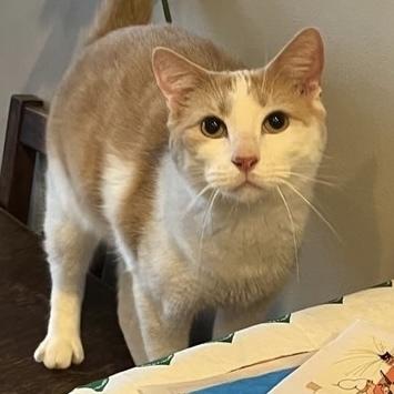 Mustard, a Adoptable Domestic Short Hair in Chicago, IL image 3/6