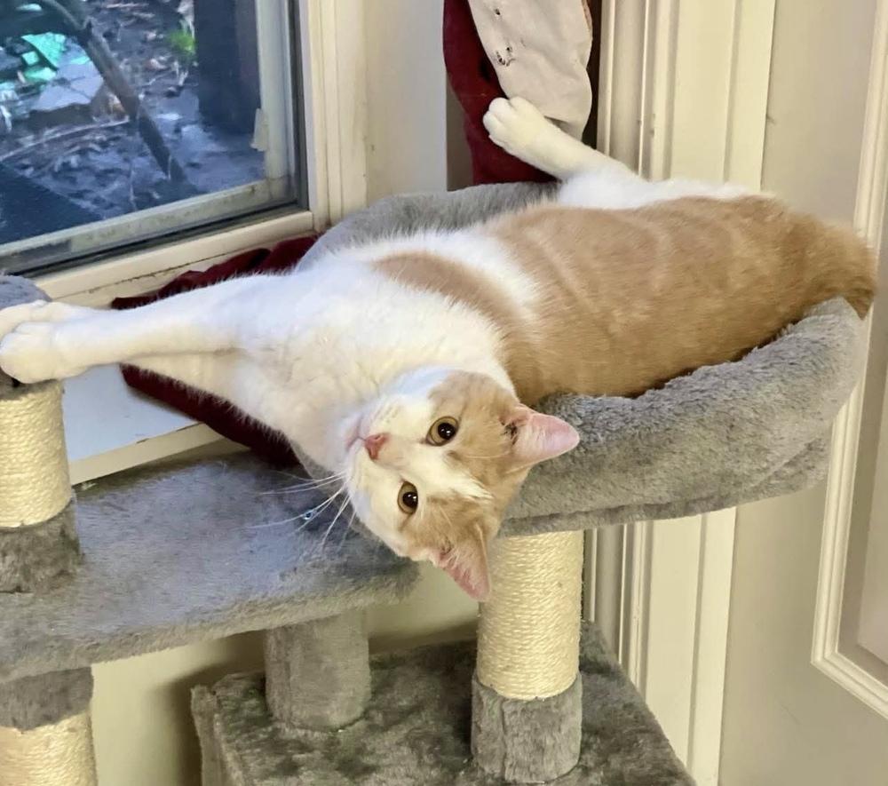 Mustard, a Adoptable Domestic Short Hair in Chicago, IL image 4/6