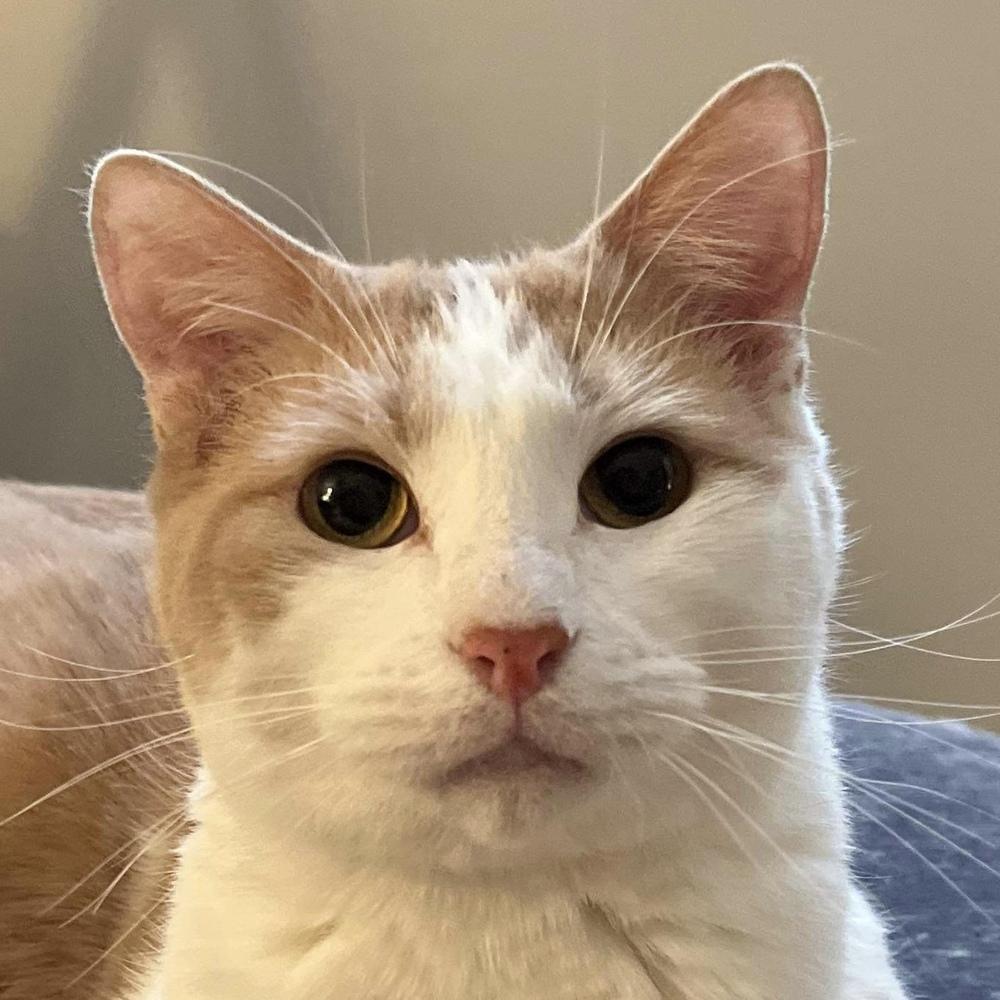 Mustard, a Adoptable Domestic Short Hair in Chicago, IL image 5/6