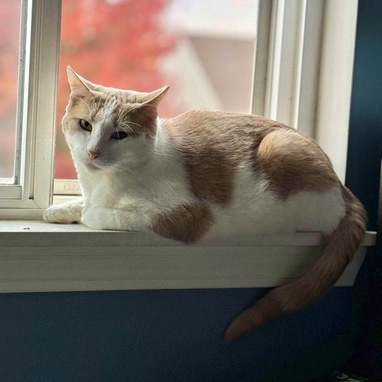 Mustard, a Adoptable Domestic Short Hair in Chicago, IL image 6/6