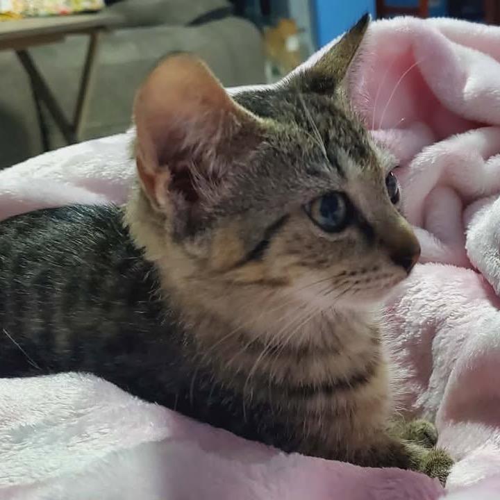 Layla, Adoptable, Kitten Female Domestic Short Hair.