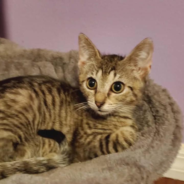 Layla, Adoptable, Kitten Female Domestic Short Hair.