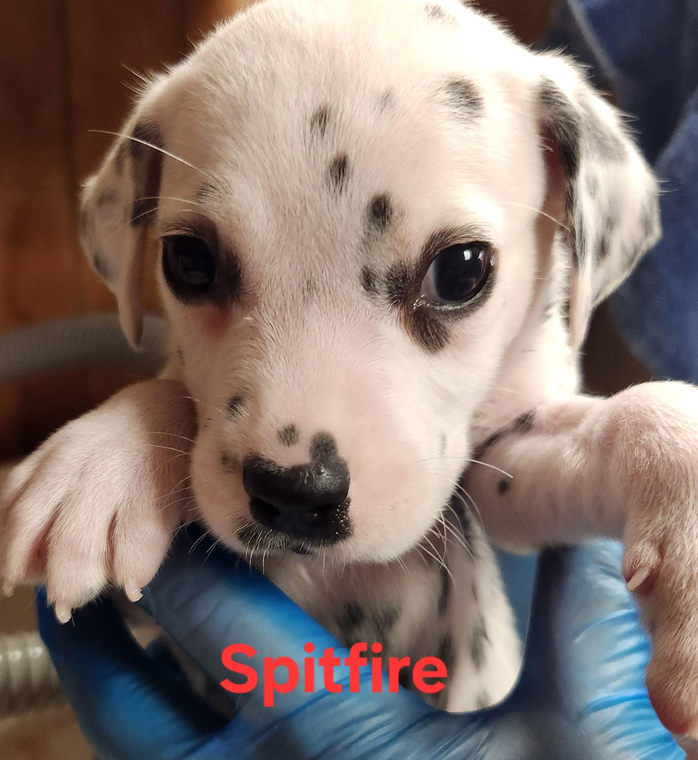 Enlarge Spitfire, a Adoptable Dalmatian in North Augusta, SC image 3/3