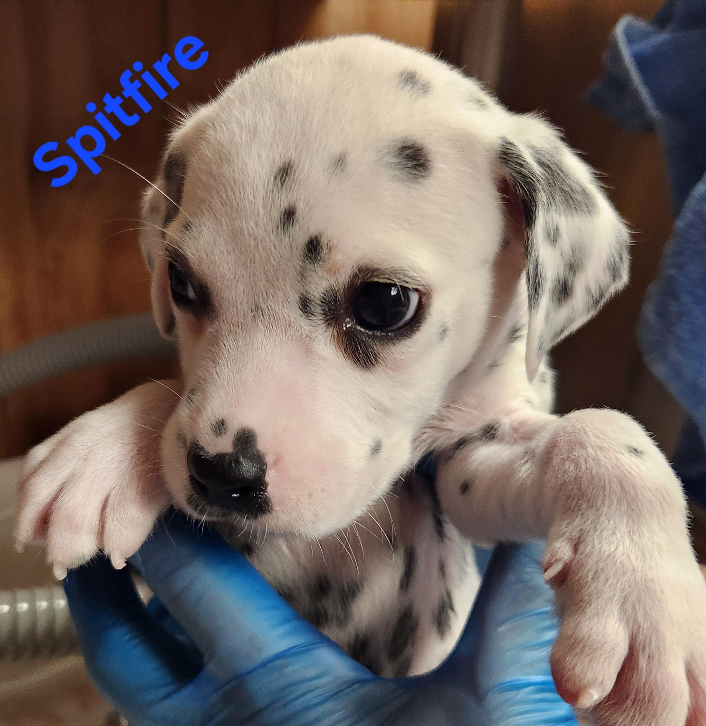 Enlarge Spitfire, a Adoptable Dalmatian in North Augusta, SC image 2/3