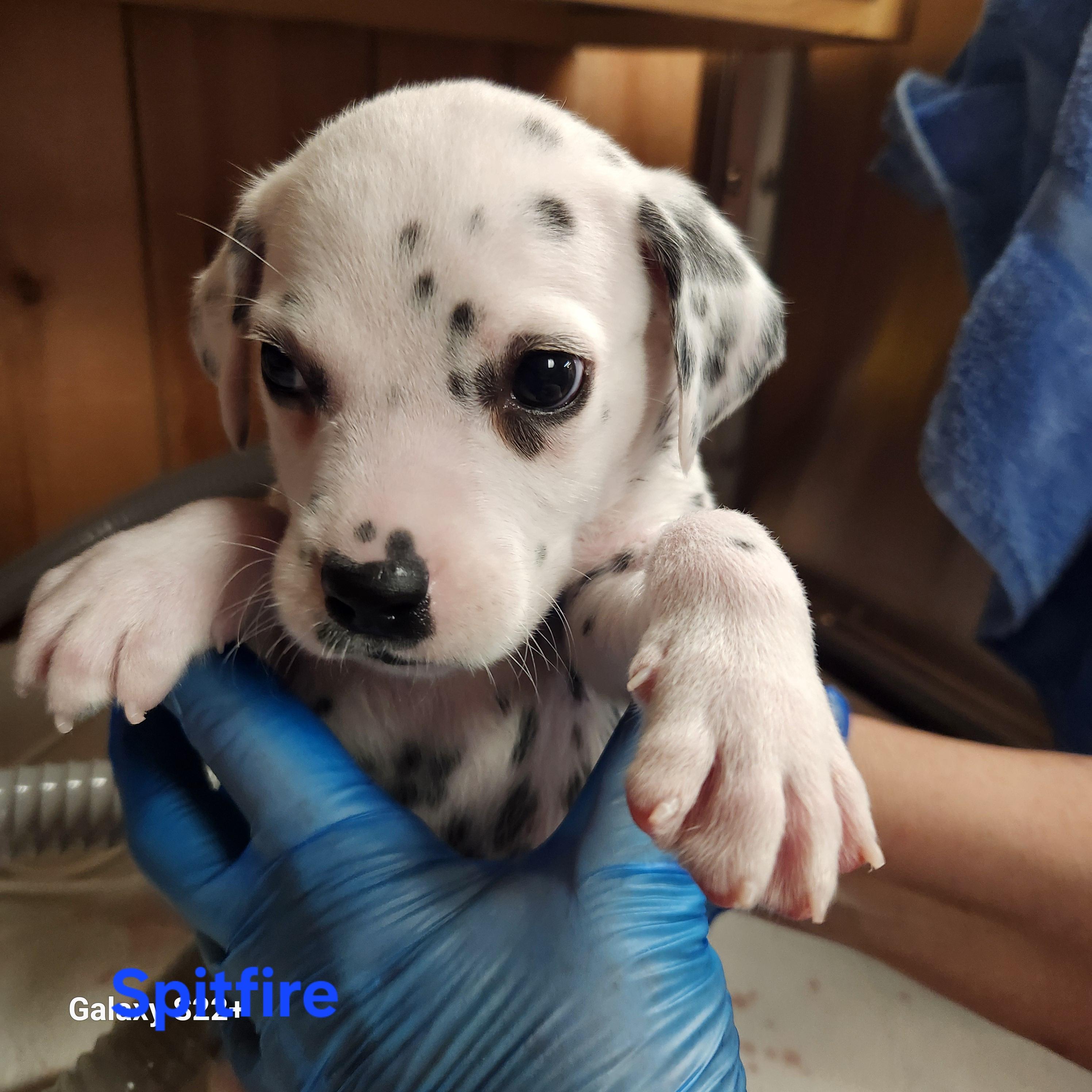 Spitfire, Adoptable, Puppy Male Dalmatian.