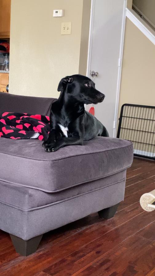 Enlarge Stella, a ADOPTABLE mixed breed in Muncie, IN image 3/4