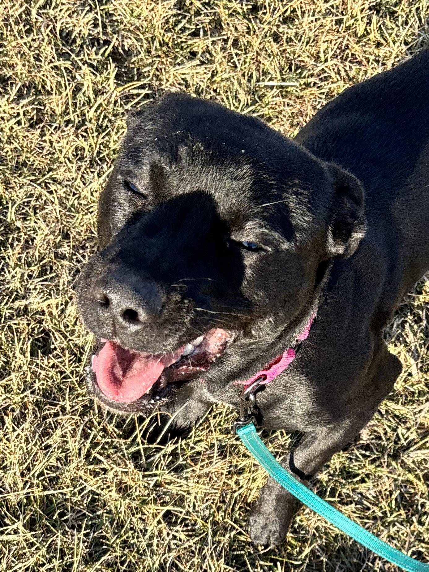 Enlarge Stella, a ADOPTABLE mixed breed in Muncie, IN image 4/4
