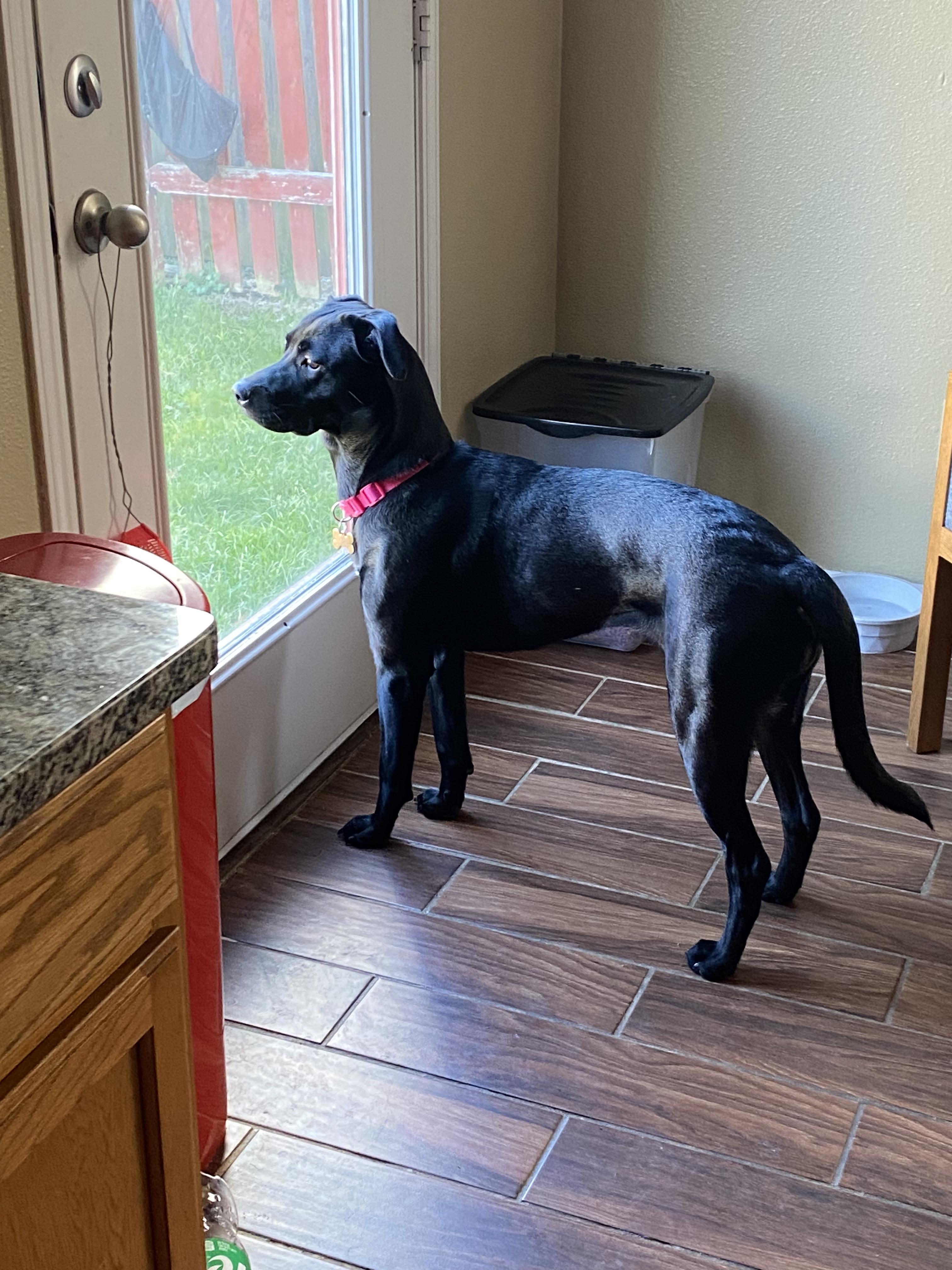 Stella, ADOPTABLE, Young Female Labrador Retriever.