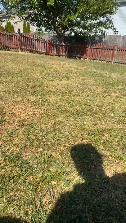 Enlarge Stella, a ADOPTABLE mixed breed in Muncie, IN video 2/4