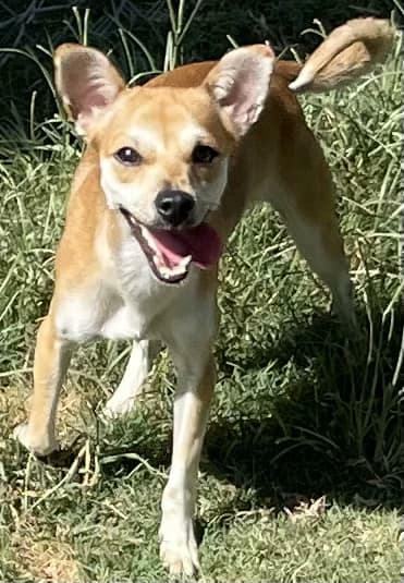 Bambi, a Adopted mixed breed in Beaumont, TX image 1/4