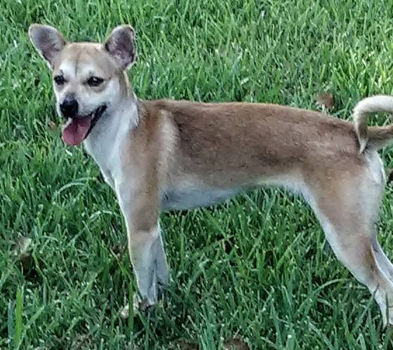 Bambi, a Adopted mixed breed in Beaumont, TX image 2/4