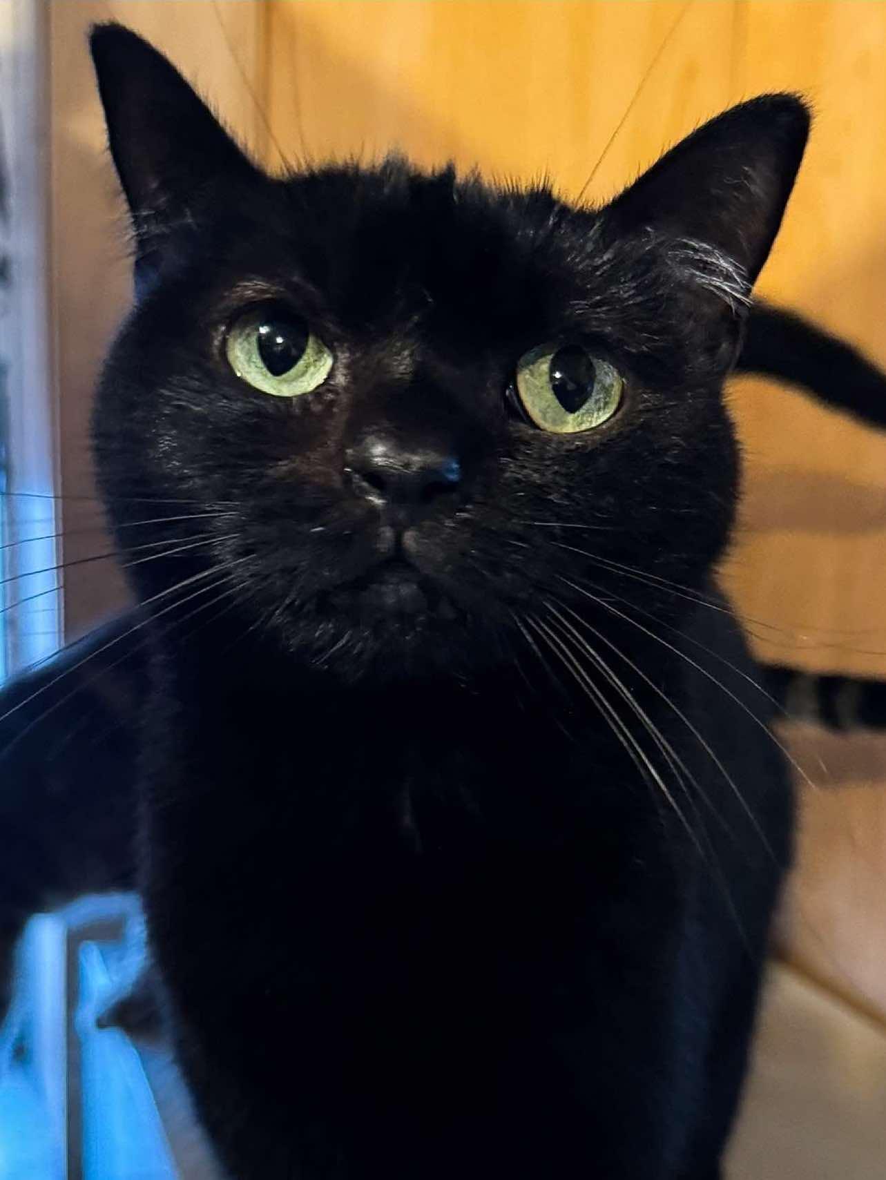 Pippa, Young Female unknown