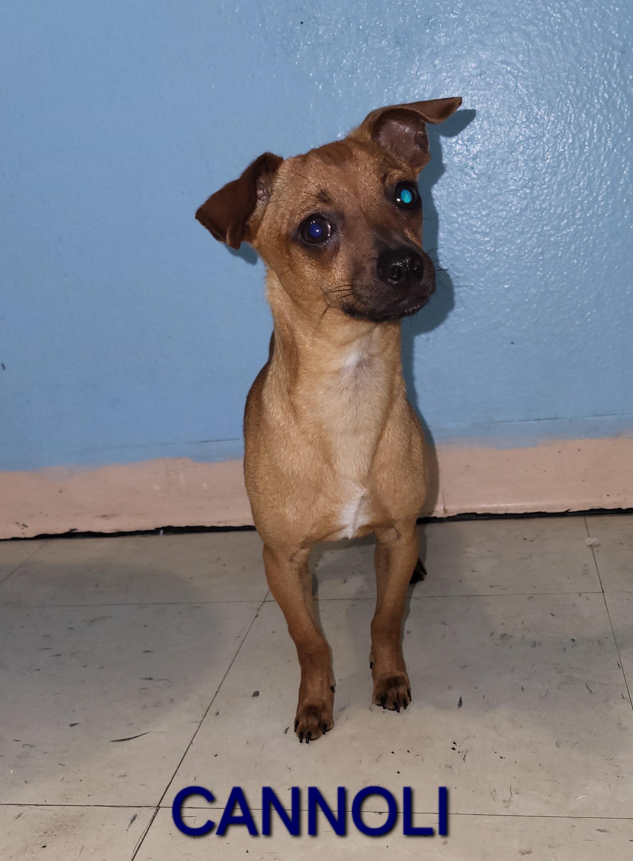 Cannoli, a ADOPTABLE mixed breed in Sarasota, FL image 3/6